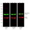 Rat IgG Isotype Control antibody, SA5-10024, Invitrogen Antibodies, Western Blot image 