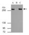 FAS antibody, GTX109833, GeneTex, Immunoprecipitation image 