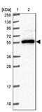 NACC Family Member 2 antibody, PA5-61624, Invitrogen Antibodies, Western Blot image 