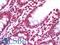 Zinc finger protein ZIC 4 antibody, LS-B9905, Lifespan Biosciences, Immunohistochemistry frozen image 