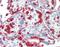 Erythrocytes antibody, orb181595, Biorbyt, Immunohistochemistry paraffin image 