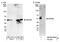 Makorin Ring Finger Protein 2 antibody, NB100-55250, Novus Biologicals, Western Blot image 