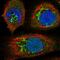 Endothelin 1 antibody, HPA031976, Atlas Antibodies, Immunofluorescence image 