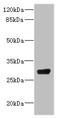 NAR antibody, LS-C675583, Lifespan Biosciences, Western Blot image 