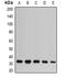 Adenylate Kinase 2 antibody, LS-C482630, Lifespan Biosciences, Western Blot image 