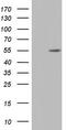 Nuclear receptor subfamily 2 group C member 1 antibody, TA803457, Origene, Western Blot image 