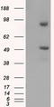 26S protease regulatory subunit 6A antibody, TA500923S, Origene, Western Blot image 