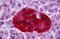 Protein Tyrosine Phosphatase Receptor Type N antibody, MBS245594, MyBioSource, Immunohistochemistry frozen image 