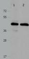 Pro-Apoptotic WT1 Regulator antibody, TA322988, Origene, Western Blot image 
