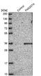 Family With Sequence Similarity 207 Member A antibody, PA5-57624, Invitrogen Antibodies, Western Blot image 