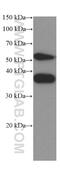 SPARC antibody, 66426-1-Ig, Proteintech Group, Western Blot image 