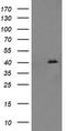 p38 MAPK antibody, TA505850BM, Origene, Western Blot image 