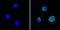 CD58 Molecule antibody, GTX15669, GeneTex, Immunofluorescence image 