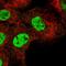 Ring Finger Protein 26 antibody, HPA027620, Atlas Antibodies, Immunofluorescence image 