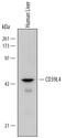 Ectonucleoside Triphosphate Diphosphohydrolase 5 (Inactive) antibody, AF5297, R&D Systems, Western Blot image 