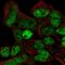 PC2 antibody, HPA055753, Atlas Antibodies, Immunofluorescence image 