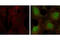Erk1 antibody, 9101L, Cell Signaling Technology, Immunofluorescence image 
