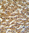 FALDH antibody, abx033998, Abbexa, Flow Cytometry image 