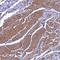 Protein naked cuticle homolog 1 antibody, HPA041352, Atlas Antibodies, Immunohistochemistry frozen image 