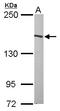 Protein flightless-1 homolog antibody, LS-C185778, Lifespan Biosciences, Western Blot image 