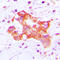 Cytochrome P450 Family 39 Subfamily A Member 1 antibody, LS-C353433, Lifespan Biosciences, Immunohistochemistry paraffin image 