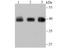 H2A Histone Family Member Y antibody, A04635-2, Boster Biological Technology, Western Blot image 