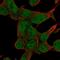 Zinc Finger Protein 829 antibody, HPA073073, Atlas Antibodies, Immunofluorescence image 