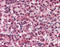 Glypican 4 antibody, TA316797, Origene, Immunohistochemistry frozen image 