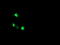 ALX Homeobox 4 antibody, LS-C174239, Lifespan Biosciences, Immunofluorescence image 