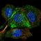 Intraflagellar Transport 46 antibody, HPA057550, Atlas Antibodies, Immunofluorescence image 