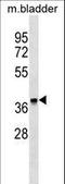 F-Box Protein 8 antibody, LS-C159634, Lifespan Biosciences, Western Blot image 