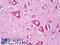 CD9 Molecule antibody, LS-B7794, Lifespan Biosciences, Immunohistochemistry paraffin image 
