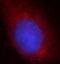 Translocase Of Outer Mitochondrial Membrane 40 antibody, FNab08860, FineTest, Immunofluorescence image 