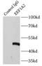 Eukaryotic Translation Elongation Factor 1 Alpha 2 antibody, FNab02642, FineTest, Immunoprecipitation image 