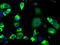 Lysyl Oxidase antibody, TA500859, Origene, Immunofluorescence image 