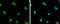 Replication Timing Regulatory Factor 1 antibody, GTX131889, GeneTex, Immunofluorescence image 