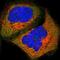 WASL antibody, HPA005750, Atlas Antibodies, Immunofluorescence image 