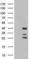 Nuclear receptor subfamily 1 group I member 3 antibody, LS-C790574, Lifespan Biosciences, Western Blot image 