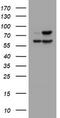 Galactosidase Beta 1 antibody, TA505544BM, Origene, Western Blot image 