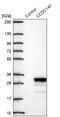 Coiled-Coil Domain Containing 140 antibody, NBP2-14447, Novus Biologicals, Western Blot image 