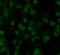 SRY-Box 2 antibody, FNab08125, FineTest, Immunofluorescence image 