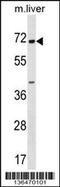 Copine 6 antibody, 58-822, ProSci, Western Blot image 