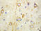 Glutamate Decarboxylase 2 antibody, LS-C312569, Lifespan Biosciences, Immunohistochemistry paraffin image 