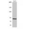 Cadherin 15 antibody, LS-C384450, Lifespan Biosciences, Western Blot image 