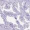 Cilia And Flagella Associated Protein 300 antibody, PA5-58452, Invitrogen Antibodies, Immunohistochemistry frozen image 