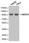3-Hydroxy-3-Methylglutaryl-CoA Reductase antibody, PA5-37367, Invitrogen Antibodies, Western Blot image 