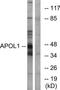 APOL1 antibody, TA313007, Origene, Western Blot image 
