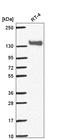 Papilin, Proteoglycan Like Sulfated Glycoprotein antibody, HPA053453, Atlas Antibodies, Western Blot image 