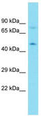 Cytohesin 2 antibody, TA335544, Origene, Western Blot image 