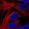 Zinc finger protein ZPR1 antibody, HPA030979, Atlas Antibodies, Immunofluorescence image 